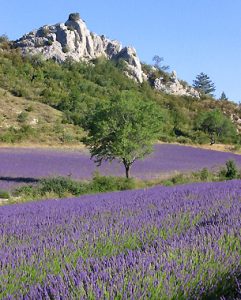 provence